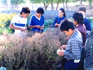 First image: harvesting seeds. Second image: cleaning seeds in preparation for storage.